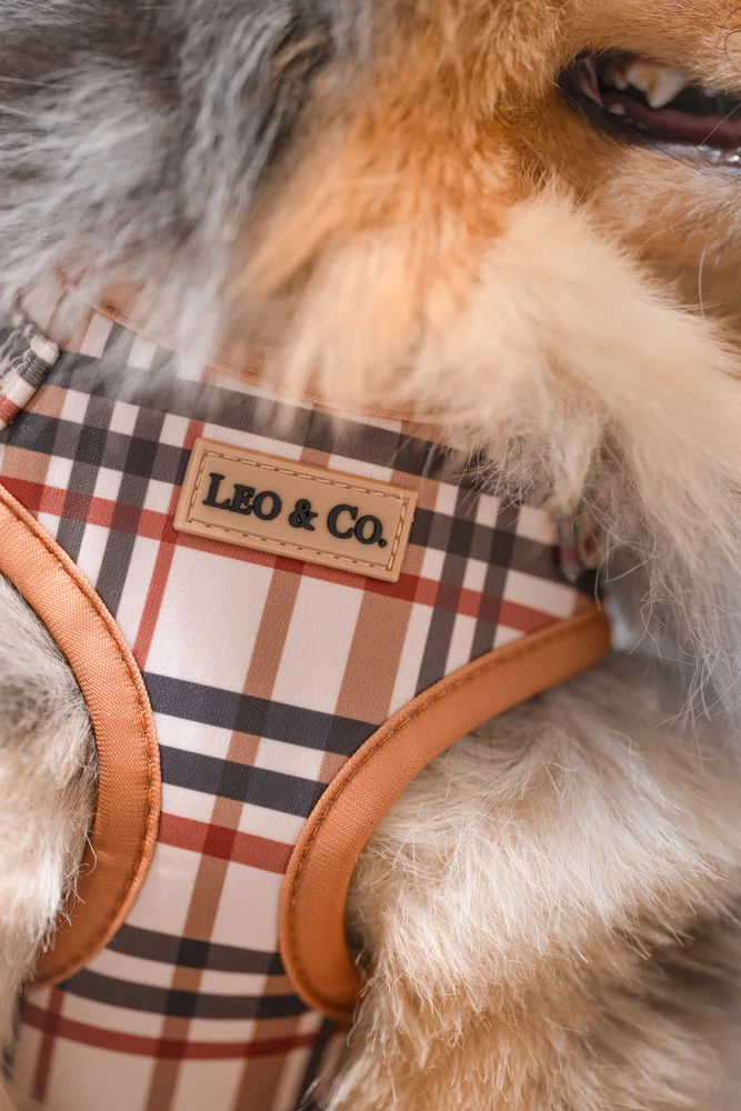 Leo & Co., кадър 4